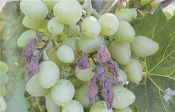 белая гниль винограда