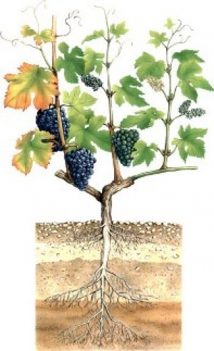 Cтроение винограда