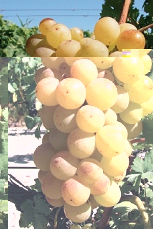 Подкормка и удобрение винограда