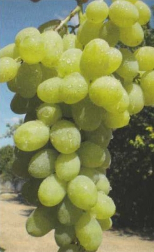 Сорта винограда описание фото. Описание сортов винограда.