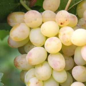 Сверхранние сорта винограда